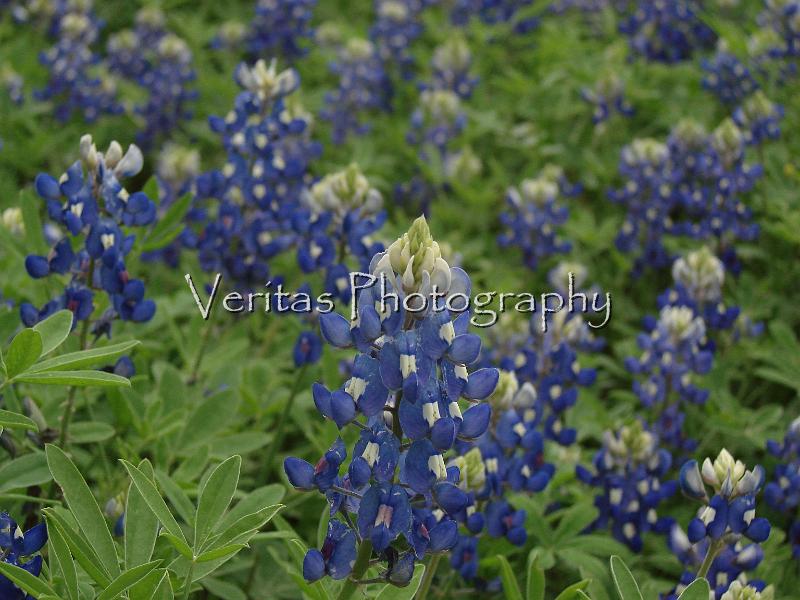 Texas Spring 014.jpg